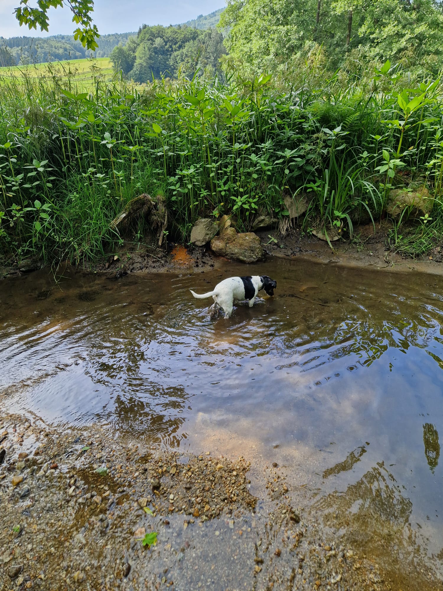 hund jadg